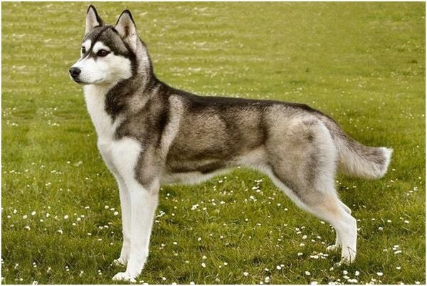 Tổng Hợp Các Loại Husky Phổ Biến Hiện Nay, Đặc Điểm Từng Loại